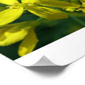 Salat Blume Erweiterung des Fotos Poster (Ecke)