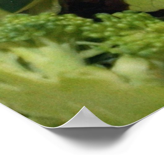 Salat "Fresh Garden" Poster (Ecke)