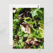 Salat Postkarte (Vorne/Hinten)