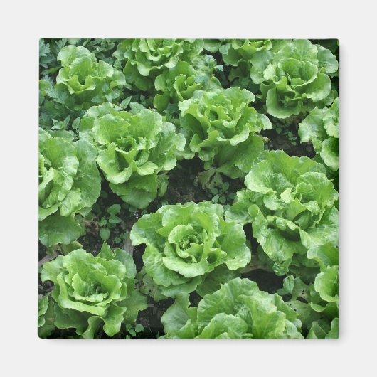 Salatbett Magnet (Vorne)