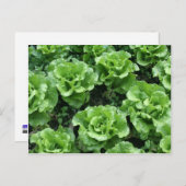 Salatbett Postkarte (Vorne/Hinten)