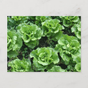 Salatbett Postkarte