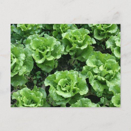 Salatbett Postkarte (Vorderseite)