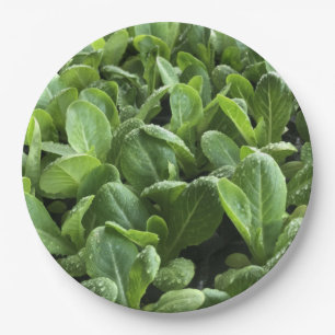 Salate Blätter für Naturfreunde.Party Pappteller