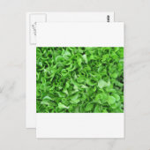 Salatliebhaber Postkarte (Vorne/Hinten)