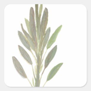 Salbeikraut botanischer Pflanzenkunst-Druck Quadratischer Aufkleber