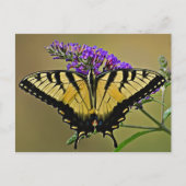 Saldo Postkarte (Vorderseite)