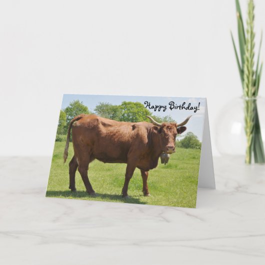 Salers Kuh Geburtstagskarte Karte (Vorderseite)