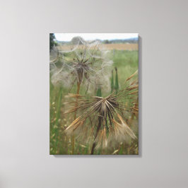 Salify Seeds in Field Wrapped Canvas Leinwanddruck