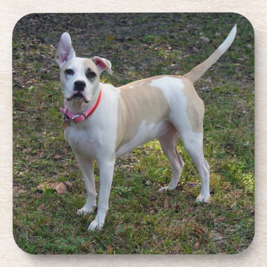 Sally - Ein geretteter Hund Untersetzer (Vorderseite)