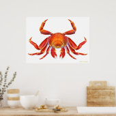 Sally Lightfoot Crab Poster (Küche)