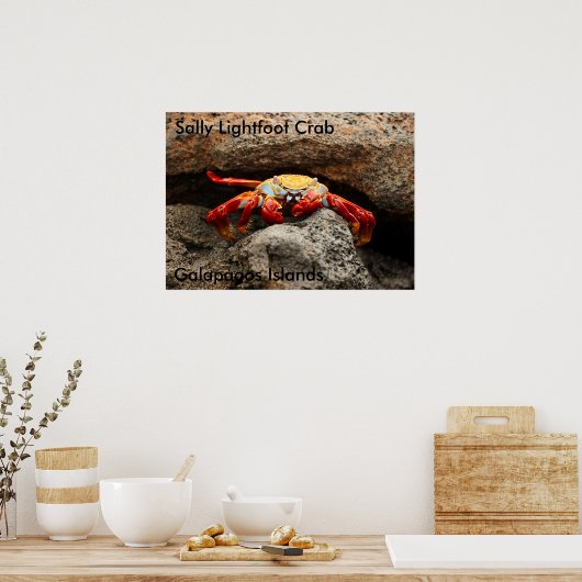 Sally Lightfoot Crab Poster (Küche)