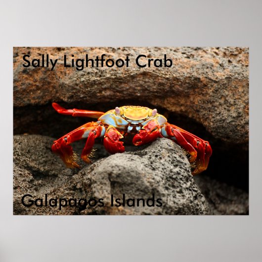 Sally Lightfoot Crab Poster (Vorne)