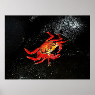 Sally Lightfoot Crab Poster
