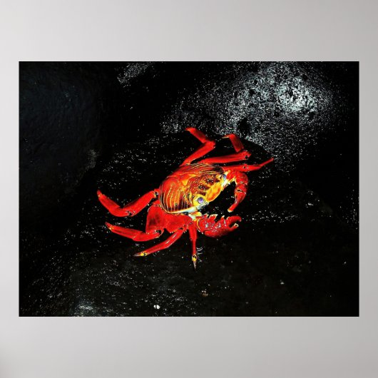 Sally Lightfoot Crab Poster (Vorne)