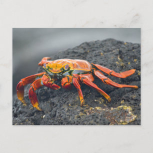 Sally Lightfoot Crab Postkarte
