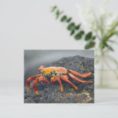 Sally Lightfoot Crab Postkarte (Stehend Vorderseite)