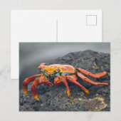 Sally Lightfoot Crab Postkarte (Vorne/Hinten)