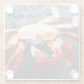 Sally lightfoot Krabbe auf einem schwarzen Glasuntersetzer (Rückseite)