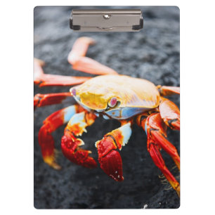 Sally lightfoot Krabbe auf einem schwarzen Klemmbrett