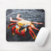 Sally lightfoot Krabbe auf einem schwarzen Mousepad (Mit Mouse)