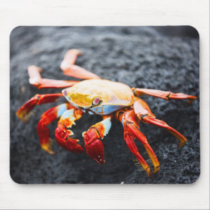 Sally lightfoot Krabbe auf einem schwarzen Mousepad