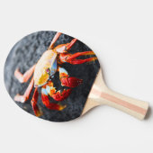 Sally lightfoot Krabbe auf einem schwarzen Tischtennis Schläger (Seitenansicht)