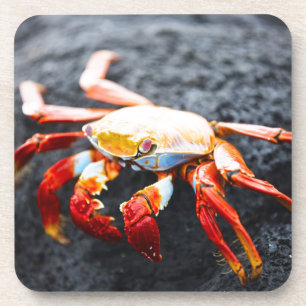 Sally lightfoot Krabbe auf einem schwarzen Untersetzer