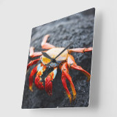 Sally Lightfoot krabbeln auf einem schwarzen Lavag Quadratische Wanduhr (Winkel)