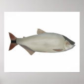 Salmón de rio poster (Vorne)
