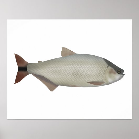 Salmón de rio poster (Vorne)