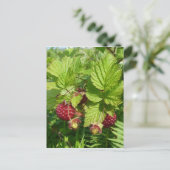 Salmonbeere auf der Insel Unalaska Postkarte (Stehend Vorderseite)