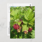 Salmonbeere auf der Insel Unalaska Postkarte (Vorne/Hinten)