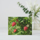 Salmonbeeren auf der Insel Unalaska Postkarte (Stehend Vorderseite)