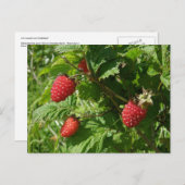 Salmonbeeren auf der Insel Unalaska Postkarte (Vorne/Hinten)