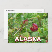 Salmonbeeren in Alaska Postkarte (Vorne/Hinten)