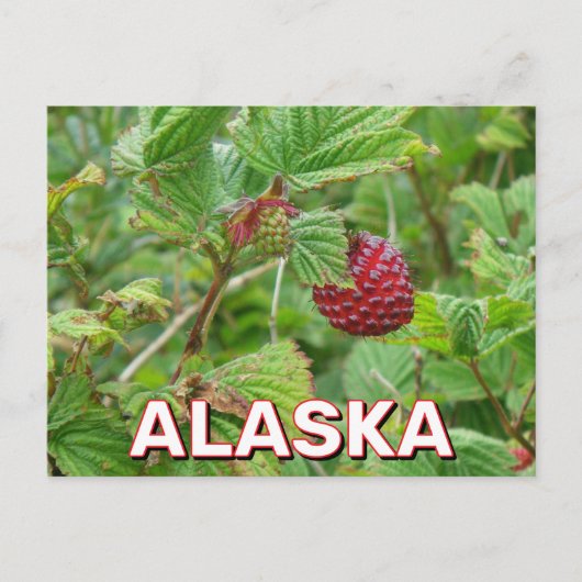 Salmonbeeren in Alaska Postkarte (Vorderseite)