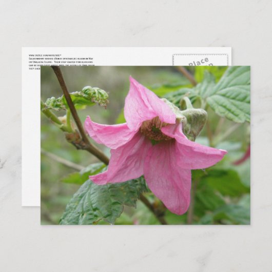 Salmonberry Blossom, Insel Unalaska Postkarte (Vorne/Hinten)