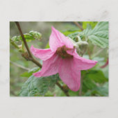 Salmonberry Blossom, Insel Unalaska Postkarte (Vorderseite)