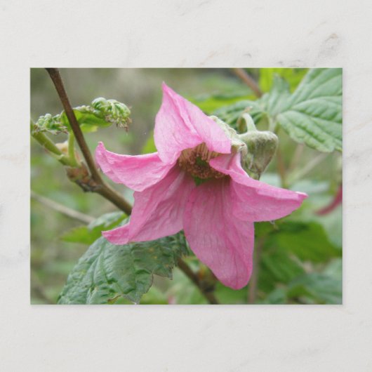 Salmonberry Blossom, Insel Unalaska Postkarte (Vorderseite)