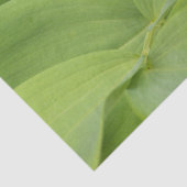 Salomonssiegel Seidenpapier (Ausschnitt)