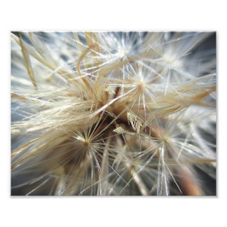 Salsify Seed Puff 10x8 Fotodruck