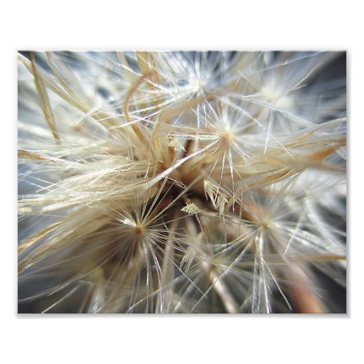 Salsify Seed Puff 10x8 Fotodruck (Vorne)