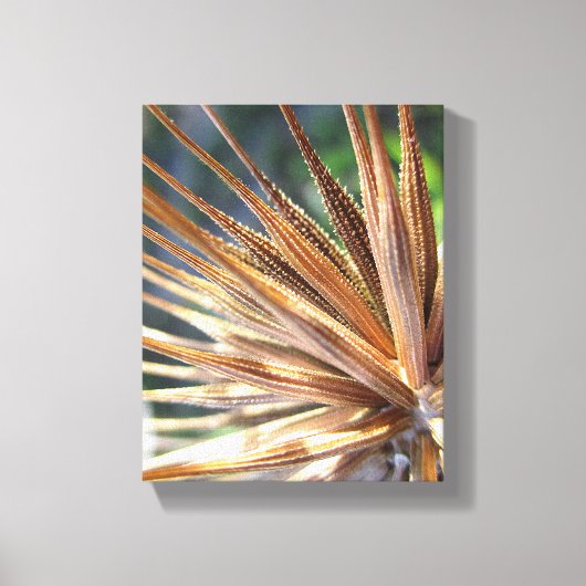 Salsify Spiky Seed Pod Leinwanddruck (Vorderseite)