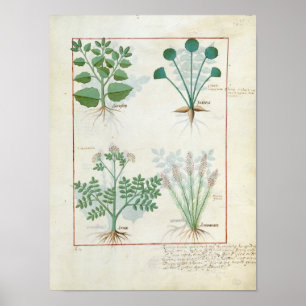 Salt Bush und Anthora Absinthium und Cardamom Poster