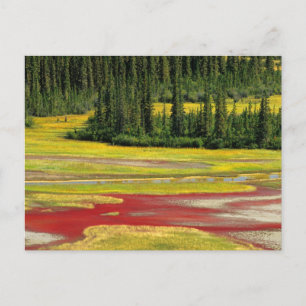 Salt Plain & Forest   Wood Buffalo National Park Postkarte