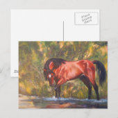 Salt River Wild Stallion Tango Postkarte (Vorne/Hinten)