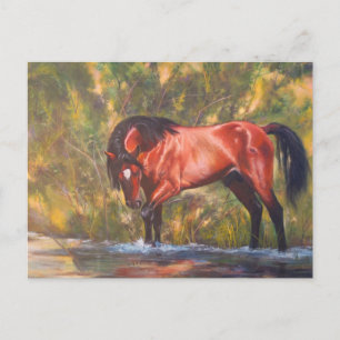 Salt River Wild Stallion Tango Postkarte