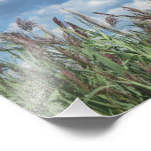 Salt Water Marsh Foto drucken (Ecke)