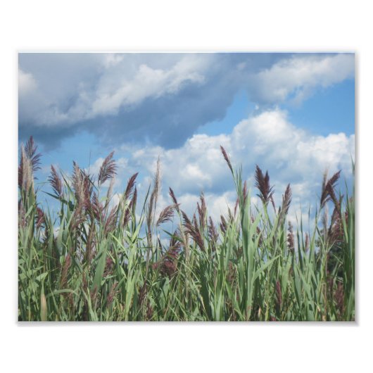 Salt Water Marsh Foto drucken (Vorne)